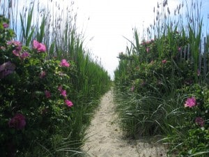 path to the beach